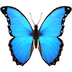 🦋 Бабочка