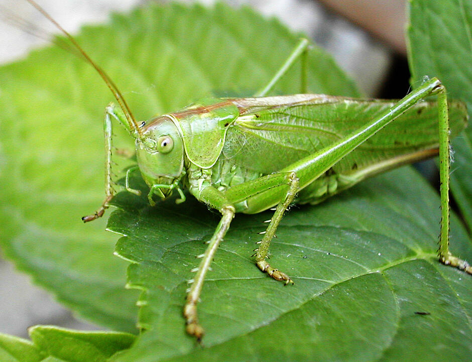 0301mjiz-b646-940x722.jpg